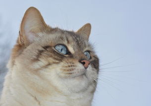 (捕梦猫游戏)在捕梦猫的引导下，探索黑暗之城中的秘密与奇幻冒险