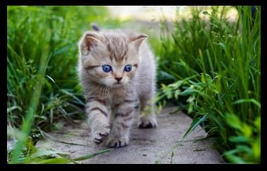 猫咪大作战内置菜单mod最新下载联机版2024无广告-猫咪大作战内置菜单mod无敌版v.7.12 猫咪大作战内置菜单mod最新下载联机版2024无广告-猫咪大作战内置菜单mod无敌版v.7.12