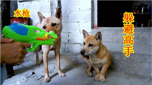 狗狗逃生射击下载中文-狗狗逃生射击玩穿越下载v.2.13