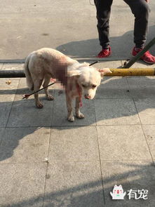 狗狗逃生射击下载中文-狗狗逃生射击玩穿越下载v.2.13