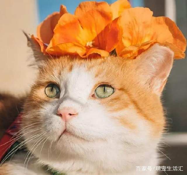 愤怒的奶奶大战猫恶作剧中文版下载-愤怒的奶奶大战猫恶作剧官方正版手游下载v.2.38