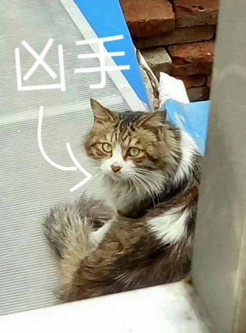 猫咪大作战监控人模组汉化版下载安装-猫咪大作战监控人模组无限金币内购版下载v.4.43 猫咪大作战监控人模组汉化版下载安装-猫咪大作战监控人模组无限金币内购版下载v.4.43