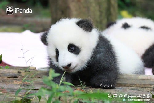 招财熊猫免费版下载-招财熊猫官网下载v.0.63 招财熊猫免费版下载-招财熊猫官网下载v.0.63