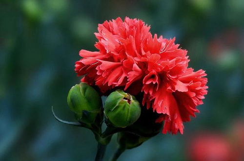 揭秘仙禁生红药的寓意与象征：与哪个生肖息息相关？