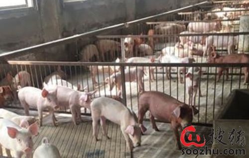 大三巴精准资料免费，狗、猪、兔、马，和澳门一码一特一中预测免费准通俗剖析、解释与落实,拒绝虚假推销阱