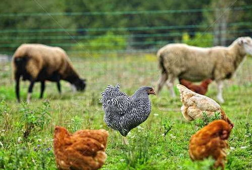 羊、马、猴、鸡:2005天天开彩免费资料及2026年天天免费资料百度中文关键解答、专家解读解释与落实​,杜绝误导性诱导