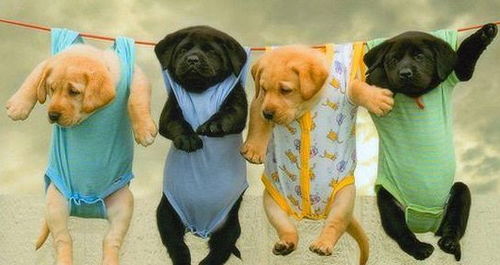 新澳门天天谜语答案大全和新澳门特一肖下一期预测狗、兔、虎、牛,延伸解答、专家解析解释与落实-规避迷惑的假象 新澳门天天谜语答案大全和新澳门特一肖下一期预测狗、兔、虎、牛,延伸解答、专家解析解释与落实-规避迷惑的假象