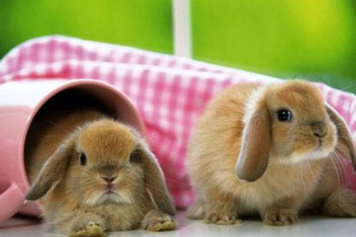 兔、猴、猪、鼠:2025新门正版免费资本大全查询,2025新门正版免费资料怎么用-通俗释义、专家解读解释与落实​,防范迷惑性推广