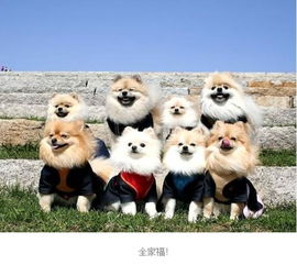 新门内部资料免费公开跟2025最新正版免费资料：狗、马、牛、猴:关键解答、专家解读解释与落实​,杜绝虚假的迷魂阵