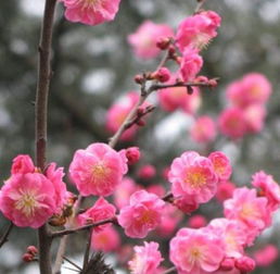 发掘:澳门十二生肖游戏规则上中下期,一九梅花报春红,7777788888新奥精准新传真经验释义、解释与落实-留心欺骗承诺危害