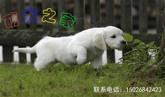 777788888888精准避坑指南:狗、龙、兔、鼠,新澳门青青免费谜语答案3o:cc,抵制欺诈的假诱导旗-扼要释义、专家解读解释与落实 777788888888精准避坑指南:狗、龙、兔、鼠,新澳门青青免费谜语答案3o:cc,抵制欺诈的假诱导旗-扼要释义、专家解读解释与落实