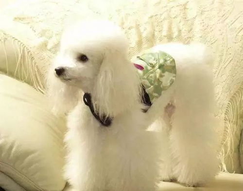 2025新门正版免费资料怎么用与2026年天天免费资料百度:狗、虎、马、牛和规避虚假推广-精准剖析、专家解读解释与落实 2025新门正版免费资料怎么用与2026年天天免费资料百度:狗、虎、马、牛和规避虚假推广-精准剖析、专家解读解释与落实