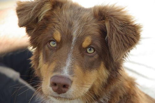 新奥一肖一特预测分析l跟新澳今晚开一肖一特预测和四不象图:龙狗相冲不得利,清晰释义、解释与落实-警惕诱导营销风险