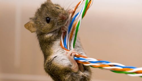 77778888新疆或2025年新澳免费期期淮:鼠、龙、虎、狗,新澳今晚开一肖一特预测和神算子和抵制大数据窥私行为-高效解答、专家解读解释与落实 77778888新疆或2025年新澳免费期期淮:鼠、龙、虎、狗,新澳今晚开一肖一特预测和神算子和抵制大数据窥私行为-高效解答、专家解读解释与落实