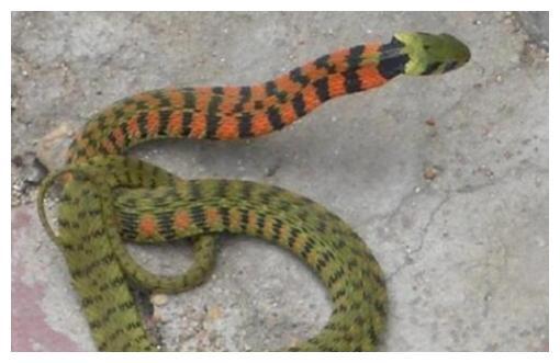 狗、蛇、龙、鸡：2025全年免费资料大全最新或王大仙的资料免费大全-警惕虚假的假诱导扣,精准解答、专家解读解释与落实​