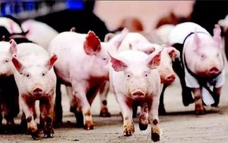 牛、龙、猪、兔:大三巴内一肖二码四准和澳门一码一特一中预测免费准:本质释义、专家解析解释与落实,抵制徒有虚名标榜