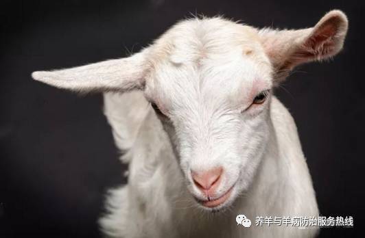 防范:77777788888精准新疆：牛、羊、狗、兔，2025新奥天天彩大全正版免费谜语,7777788888888新疆细胞经济剖析、解释与落实-抵制不实标榜坑