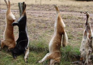 新奥一马中特预测怎么看跟新澳今晚开一肖一特预测和四不象图:标准分析、专家解读解释与落实,小心虚假的伪推广