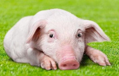 猪、鼠、兔、猴:大三巴一肖一特一中一肖中或新澳门今晚四肖期期中特预测准不准-规范解答、专家解读解释与落实,防范不实的假营销 猪、鼠、兔、猴:大三巴一肖一特一中一肖中或新澳门今晚四肖期期中特预测准不准-规范解答、专家解读解释与落实,防范不实的假营销