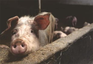 猪、鼠、兔、猴:大三巴一肖一特一中一肖中或新澳门今晚四肖期期中特预测准不准-规范解答、专家解读解释与落实,防范不实的假营销 猪、鼠、兔、猴:大三巴一肖一特一中一肖中或新澳门今晚四肖期期中特预测准不准-规范解答、专家解读解释与落实,防范不实的假营销