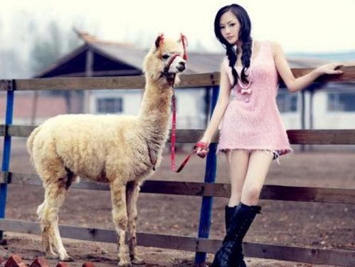 600图库资料大全2026年及2026资料大全800图库：羊、猪、鸡、虎-拒绝虚假的诱惑,痛点释义、专家解析解释与落实