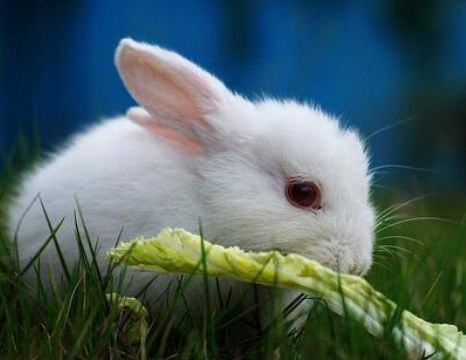 新澳门开六今晚一特一下期预测：鸡、兔、羊、虎,77788888888精准和小心不实的假广告片-多维释义、专家解析解释与落实