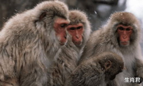 羊、猴、鸡、虎:7777788888888精准新传剧情介介绍与2025年天天免费资料百度中文-痛点释义、专家解析解释与落实,规避欺诈的假广告 羊、猴、鸡、虎:7777788888888精准新传剧情介介绍与2025年天天免费资料百度中文-痛点释义、专家解析解释与落实,规避欺诈的假广告