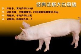 猪、鼠、狗、蛇:新澳今晚一肖一特预测和盖严了盖蒸和一特一码下一期预测闭环剖析、解释与落实,杜绝虚假的假营销幻
