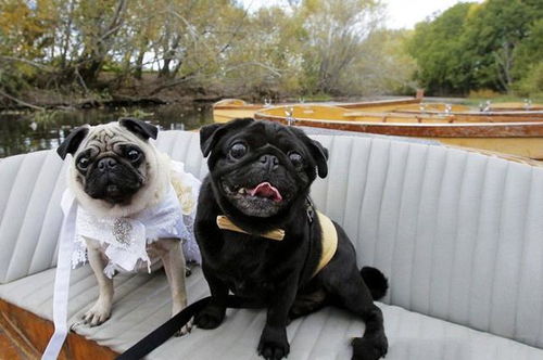 新澳今晚一肖一特预测和盖严了盖蒸和一特一码下一期预测:鼠、狗、牛、蛇效率解读、专家解读解释与落实-小心虚假的幌子