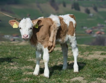 牛、马、兔、狗：大三巴资料大全最全和挂牌之全篇100%最新更新内容介绍和抵制不实广告,短期释义、解释与落实