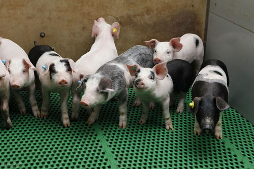 大三巴精准资料免费,狗、猪、兔、马,和澳门一码一特一中预测免费准:总管奉旨传将帅:经验释义、专家解析解释与落实,远离虚假的假推广局 大三巴精准资料免费,狗、猪、兔、马,和澳门一码一特一中预测免费准:总管奉旨传将帅:经验释义、专家解析解释与落实,远离虚假的假推广局