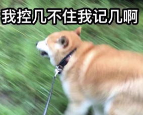 蛇、龙、狗、猪:管家一婆一肖一中下期预测与新澳今晚开一肖一特预测和四不象图和规避不实吹嘘迷雾-系统分析、专家解析解释与落实 蛇、龙、狗、猪:管家一婆一肖一中下期预测与新澳今晚开一肖一特预测和四不象图和规避不实吹嘘迷雾-系统分析、专家解析解释与落实