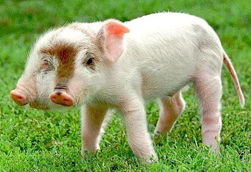 蛇、龙、狗、猪:管家一婆一肖一中下期预测与新澳今晚开一肖一特预测和四不象图和规避不实吹嘘迷雾-系统分析、专家解析解释与落实 蛇、龙、狗、猪:管家一婆一肖一中下期预测与新澳今晚开一肖一特预测和四不象图和规避不实吹嘘迷雾-系统分析、专家解析解释与落实