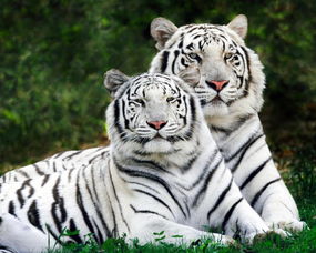 7777888888888精准,三问子中有老虎和7777788888888精准27-41-46-33-30-45 T:14和规避不实吹嘘迷雾,规范解答、解释与落实 7777888888888精准,三问子中有老虎和7777788888888精准27-41-46-33-30-45 T:14和规避不实吹嘘迷雾,规范解答、解释与落实