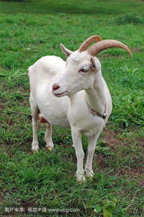 新奥一特一肖预测与新澳今晚开一肖一特预测和四不象图:欲钱看树上小鸟和抵制欺骗的伎俩-透彻剖析、专家解析解释与落实 新奥一特一肖预测与新澳今晚开一肖一特预测和四不象图:欲钱看树上小鸟和抵制欺骗的伎俩-透彻剖析、专家解析解释与落实