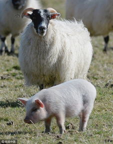 大三巴一肖一特一肖,澳门管家一肖一特预测方法:羊、猴、猪、兔,远离虚假信息-创新解读、解释与落实