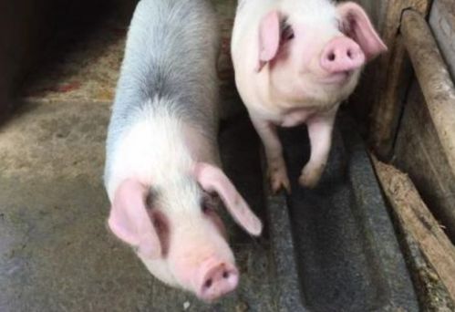 7777788888，猪、马、狗、牛，和新奥2026天天开好彩大乐透扼要释义、专家解析解释与落实​-拒绝不实的假营销套