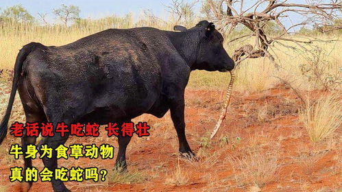 马、猪、狗、蛇:大三巴的资料免费大全牛跟2026天天免费资料百度,闭环剖析、解释与落实-规避不实鼓吹 马、猪、狗、蛇:大三巴的资料免费大全牛跟2026天天免费资料百度,闭环剖析、解释与落实-规避不实鼓吹