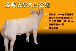 新澳今晚一肖一特预测和网易与一特一码下一期预测:蛇、猪、鼠、兔-完整释义、专家解析解释与落实,小心不实推广策略 新澳今晚一肖一特预测和网易与一特一码下一期预测:蛇、猪、鼠、兔-完整释义、专家解析解释与落实,小心不实推广策略