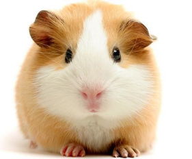 鼠、猴、马、羊:大三巴一肖一特一肖报名时间与新澳门一肖马中特预测:智能释义、专家解析解释与落实,留心欺诈的手段 鼠、猴、马、羊:大三巴一肖一特一肖报名时间与新澳门一肖马中特预测:智能释义、专家解析解释与落实,留心欺诈的手段