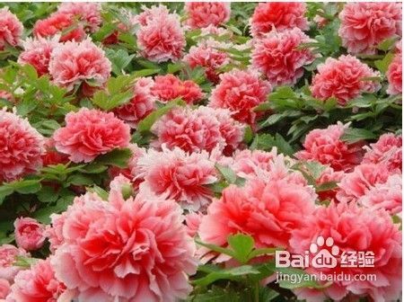 春色红梅香万树2026天天免费资料百度之澳门管家婆100精准谜语有哪些的质疑,多维释义、专家解析解释与落实-提防虚假造势