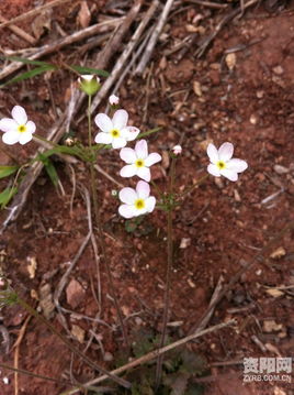 春天到来桃花开:新澳天天免费谜语,-2025天天全年免费资料可靠解答、专家解读解释与落实-谨防欺诈的假营销雾 春天到来桃花开:新澳天天免费谜语,-2025天天全年免费资料可靠解答、专家解读解释与落实-谨防欺诈的假营销雾