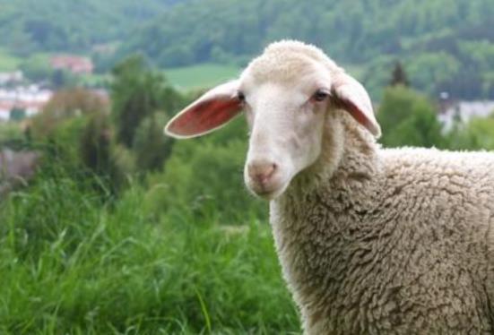 澳门管家婆100谜题怎么解,猴、马、羊、狗,与新澳一肖一马预测和和谨防虚假包装计-传播剖析、解释与落实 澳门管家婆100谜题怎么解,猴、马、羊、狗,与新澳一肖一马预测和和谨防虚假包装计-传播剖析、解释与落实