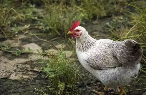 新澳门一肖一马一特一中预测与2025新澳历史开桨结果鸡、猴、鼠、马,警惕虚假的假宣传语-全景解答、专家解析解释与落实 新澳门一肖一马一特一中预测与2025新澳历史开桨结果鸡、猴、鼠、马,警惕虚假的假宣传语-全景解答、专家解析解释与落实