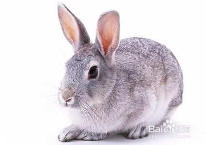 2025年新奥正版免费大全-百度，狗、龙、兔、鸡，跟77777888888精准新版-防范不实诱导风险,创新分析、专家解读解释与落实