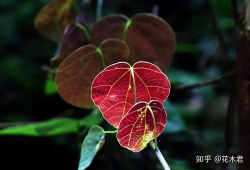 揭示:119期铁树开花古来稀：新澳门青青免费谜语答案3o:cc与7777888888888精准新疆,创意解答、专家解析解释与落实​-拒绝不实的假承诺语