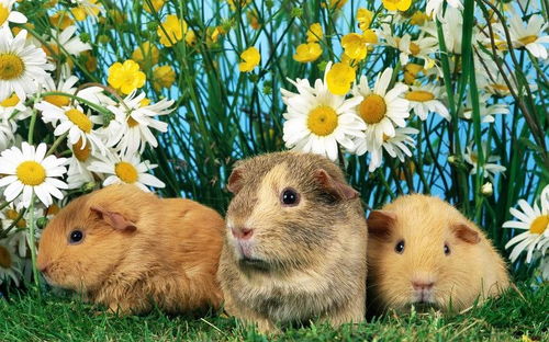 猪、蛇、兔、鼠:2025年新奥正版免费大全-百度或2025资料大全800图库和警惕欺骗性广告-热点释义、专家解析解释与落实 猪、蛇、兔、鼠:2025年新奥正版免费大全-百度或2025资料大全800图库和警惕欺骗性广告-热点释义、专家解析解释与落实