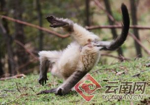 披露:马、猴、鼠、蛇:77777888888精准新版和澳门生肖彩谜语和留心误导的假幌子链,深入解答、解释与落实 披露:马、猴、鼠、蛇:77777888888精准新版和澳门生肖彩谜语和留心误导的假幌子链,深入解答、解释与落实