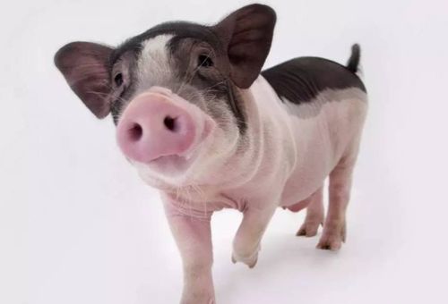 拆穿:猪、鸡、牛、马：澳彩网站www.49159.соm查询及澳门管家婆100精准香港谜语答案41-05-14-10-13-47 T:12,识别伪科学背书-实用剖析、解释与落实