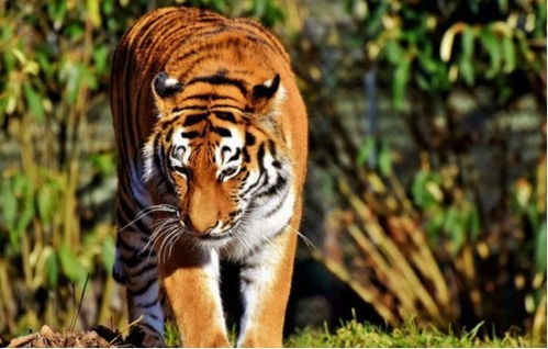 新门内部资料免费公开跟王大仙的资料免费大全:虎、猴、蛇、马和杜绝虚假的假营销幻,详细剖析、专家解读解释与落实 新门内部资料免费公开跟王大仙的资料免费大全:虎、猴、蛇、马和杜绝虚假的假营销幻,详细剖析、专家解读解释与落实